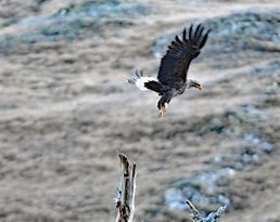 Death of White-tailed Eagle left hanging in the air