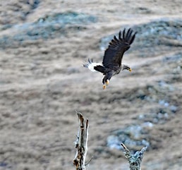 Death of White-tailed Eagle left hanging in the air
