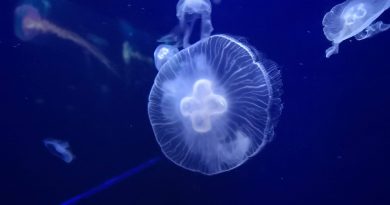 Council statement on jellyfish
